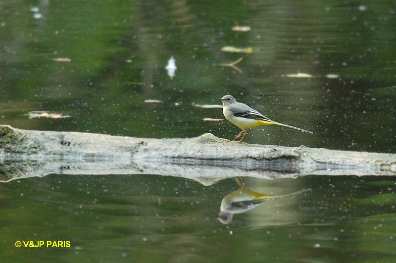 Motacilla cinerea