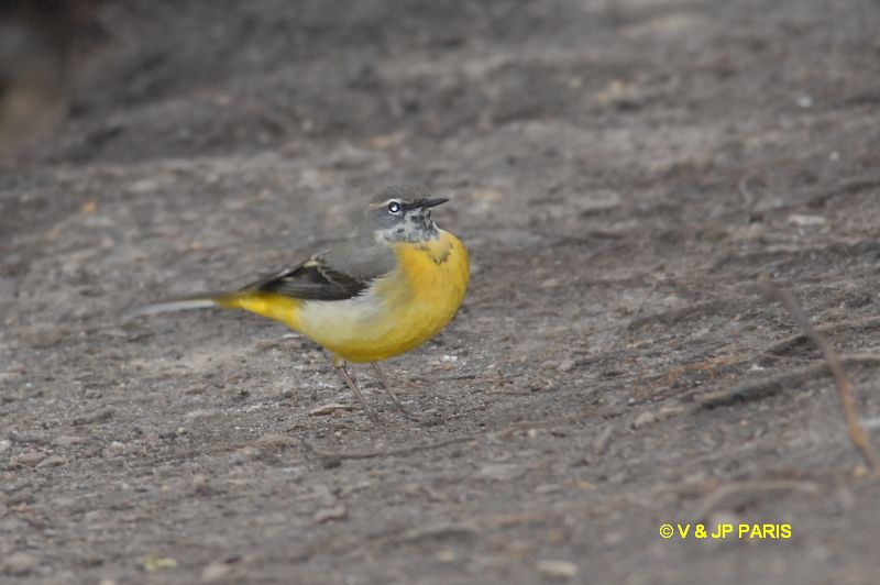 Motacilla cinerea