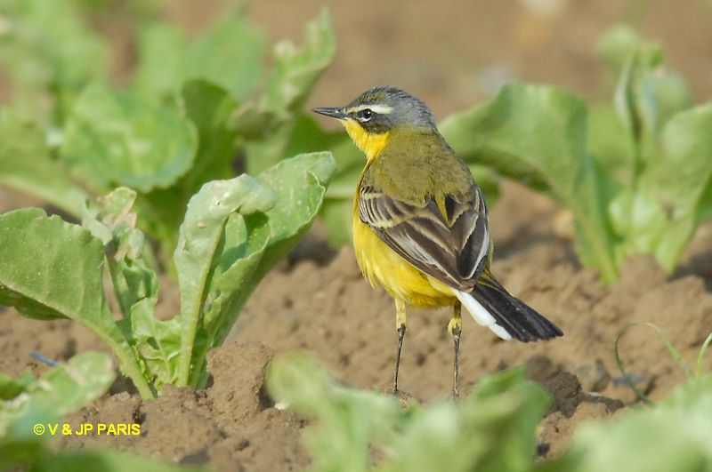 Motacilla flava