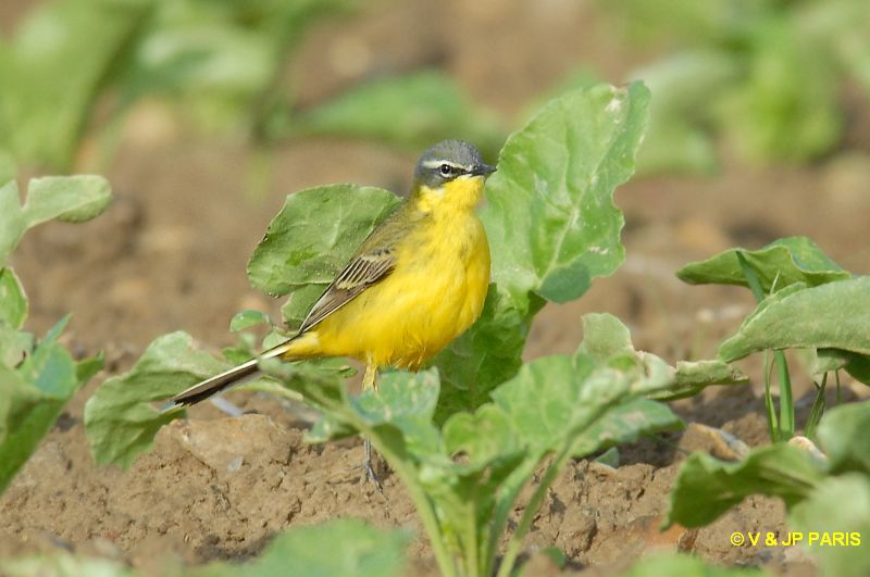 Motacilla flava