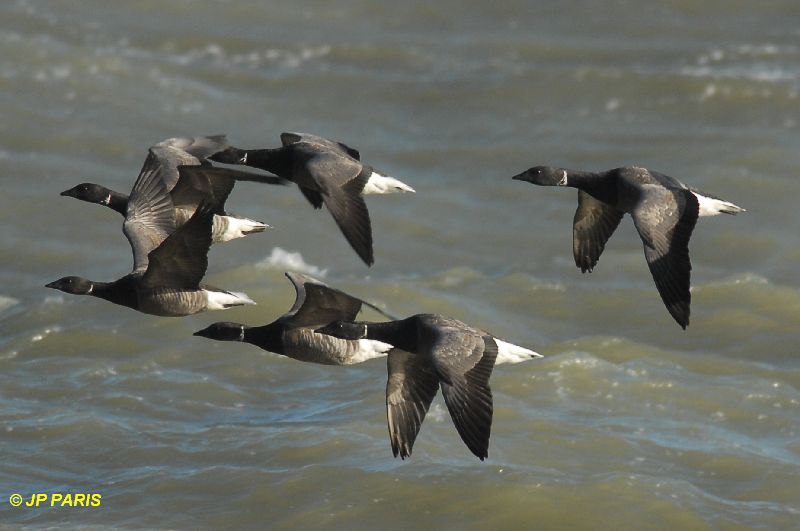 Branta bernicla