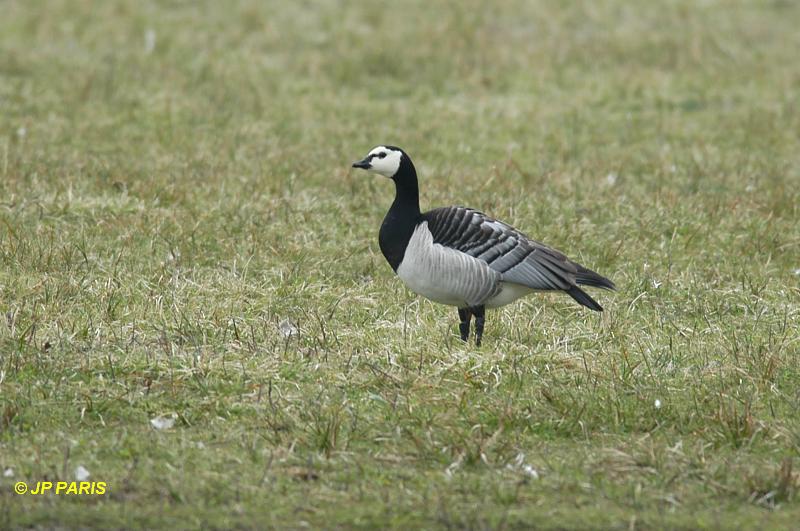 Branta leucopsis