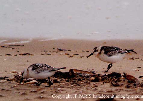 Calidris alba