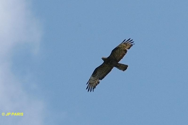 Pernis apivorus