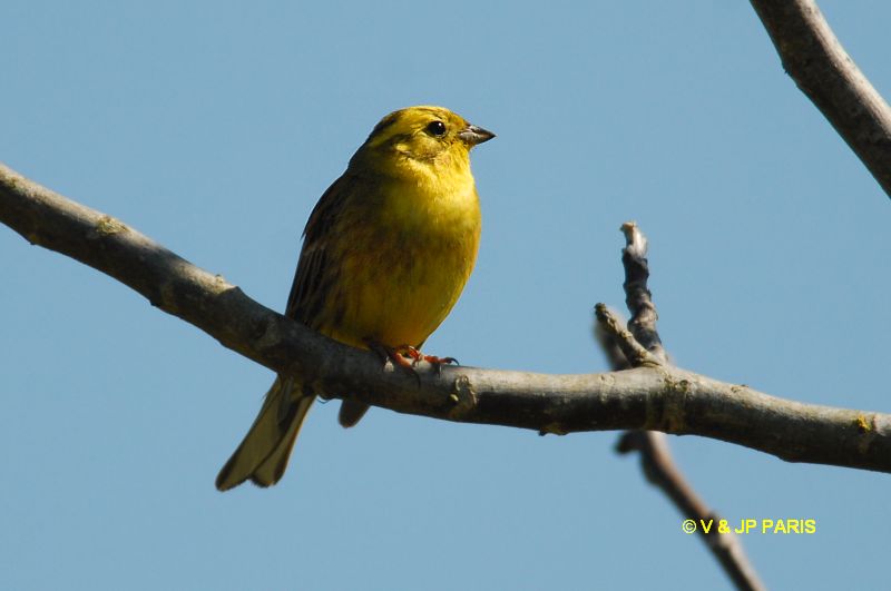 Emberiza citrinella