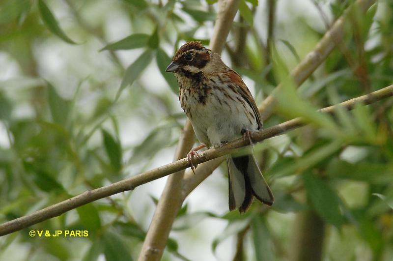 Emberiza schoeniclus