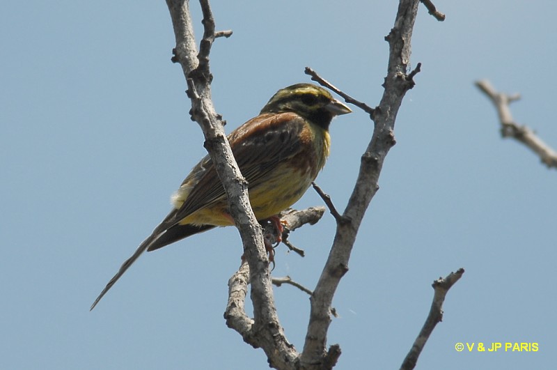 Emberiza cirlus