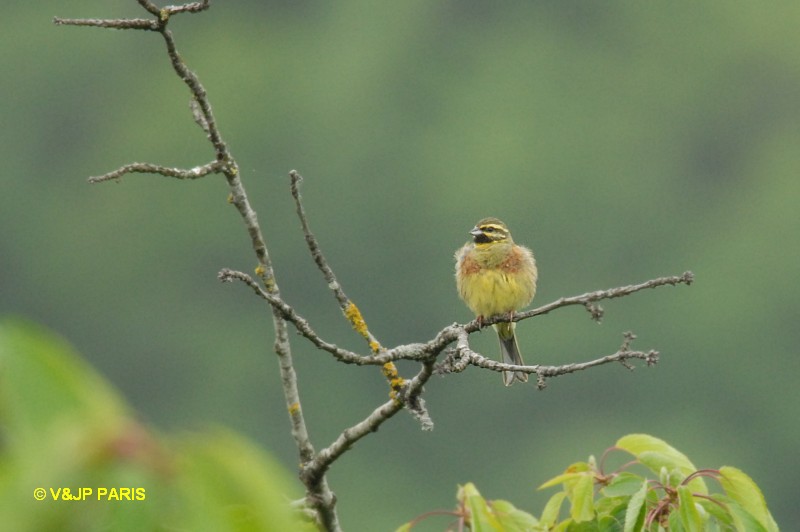 Emberiza cirlus