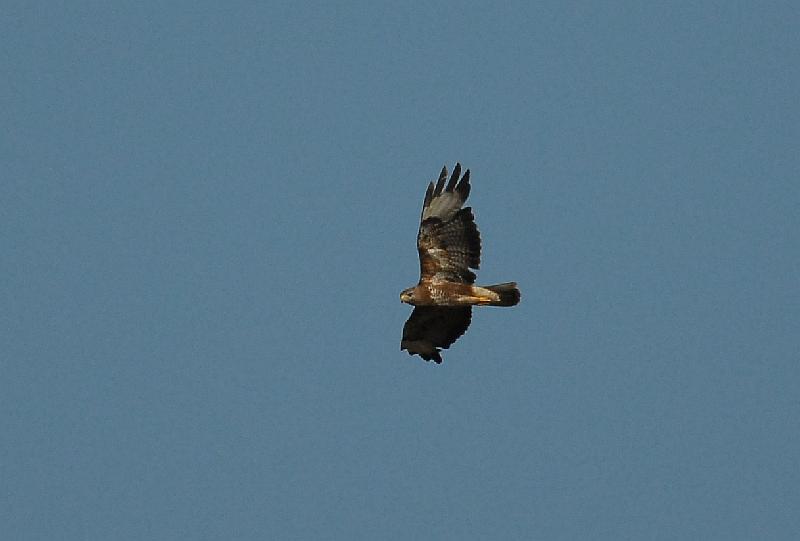 Buteo buteo