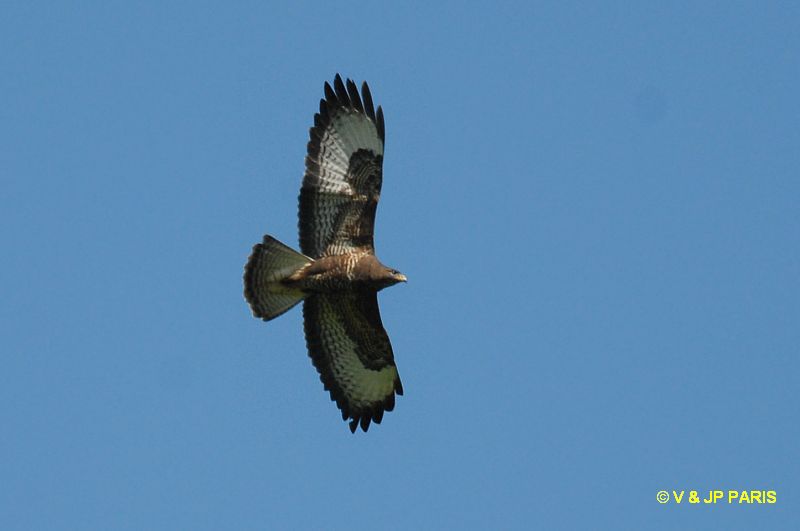 Buteo buteo