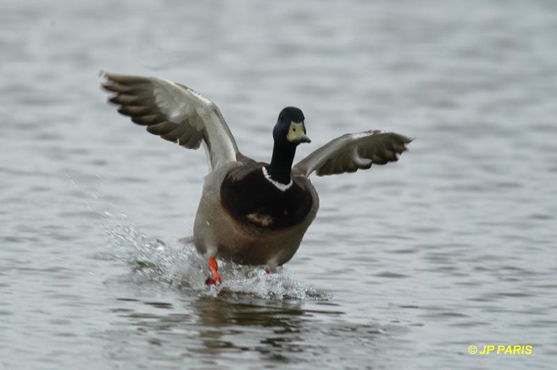 Canard colvert