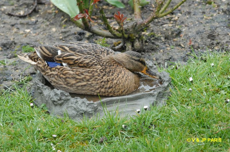 Canard colvert