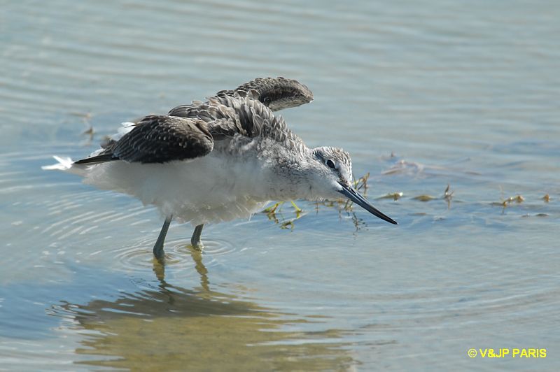 Tringa nebularia