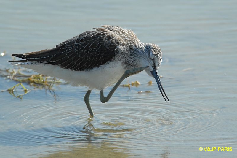 Tringa nebularia