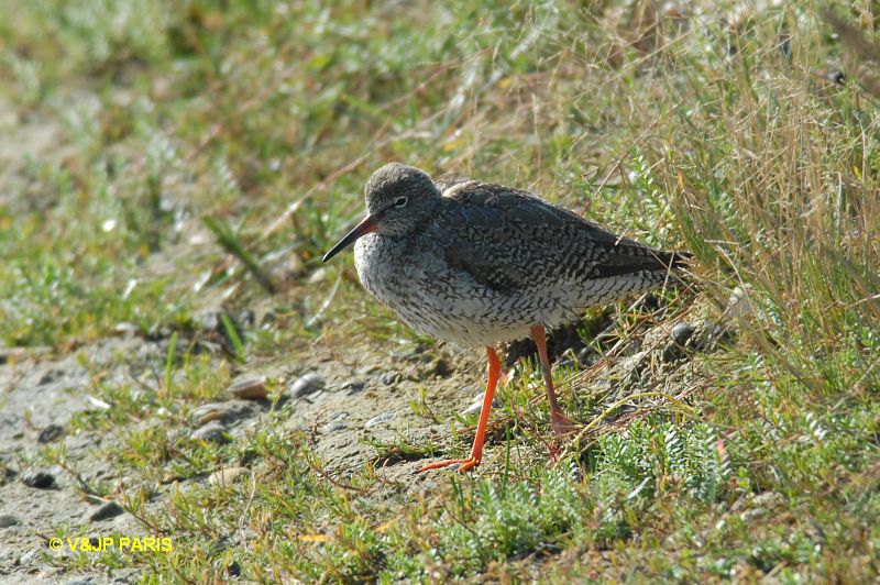 Tringa totanus