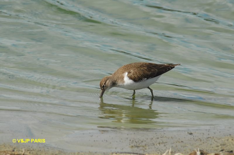 Actitis hypoleucos