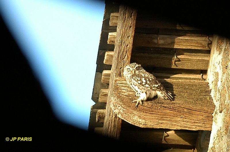 Athene noctua