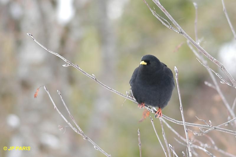 Pyrrhocorax graculus