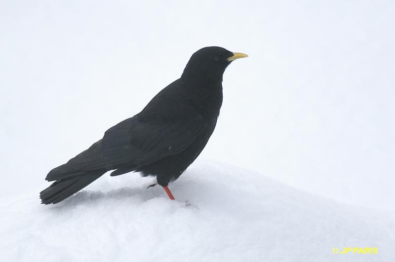 Pyrrhocorax graculus