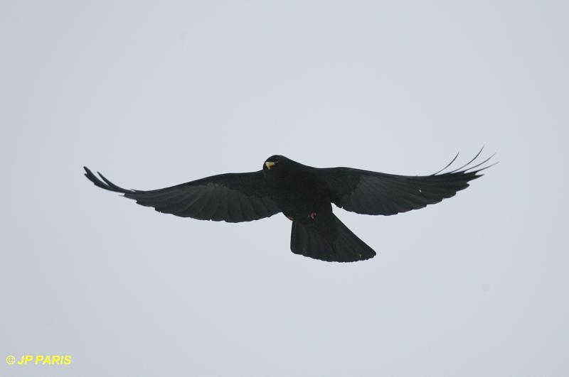 Pyrrhocorax graculus