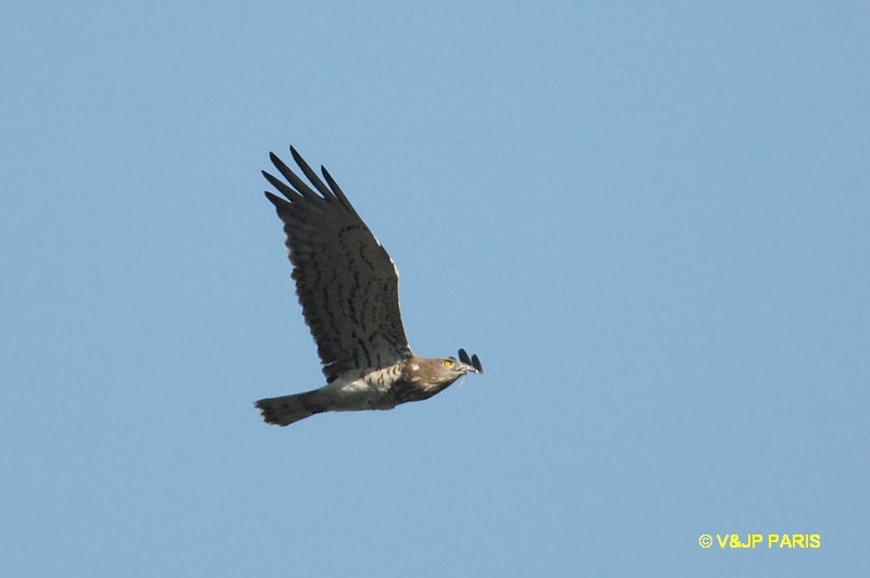 Circaetus gallicus
