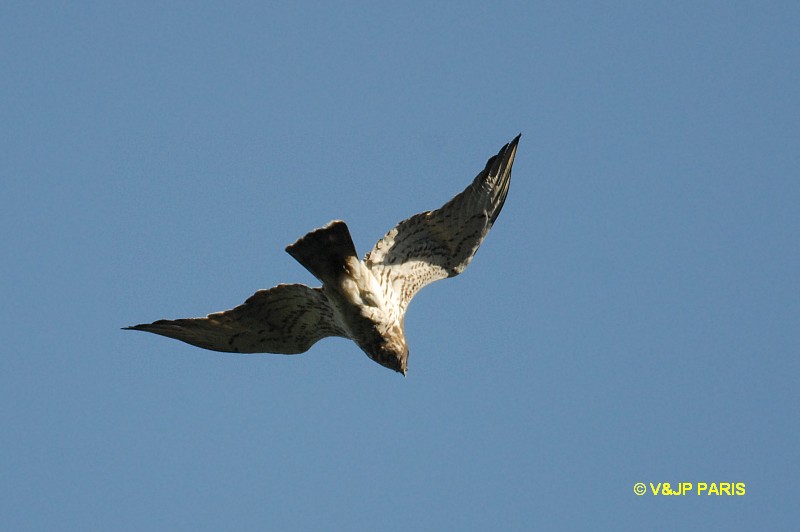 Circaetus gallicus
