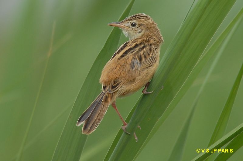 Cisticola juncidis