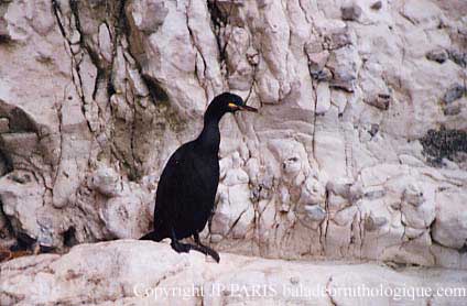 Phalacrocorax aristotelis