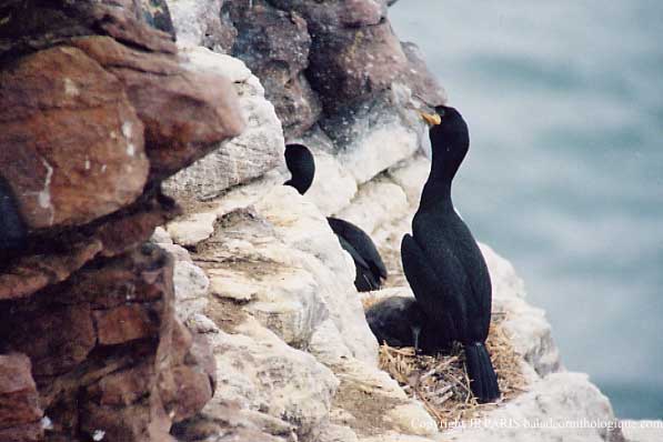 Phalacrocorax aristotelis