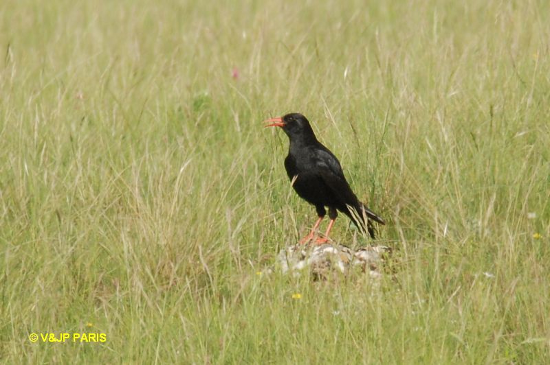 Pyrrhocorax pyrrhocorax