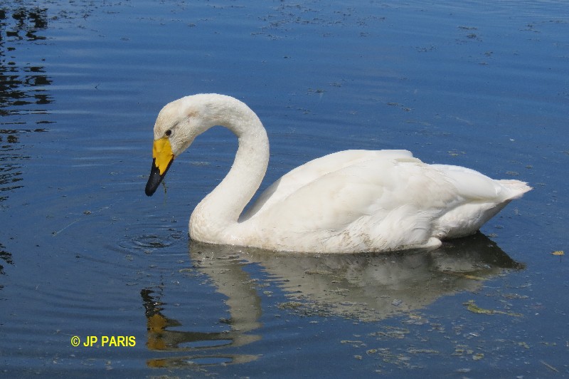 Cygne chanteur