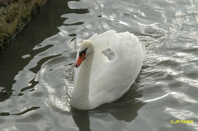 Cygnus olor