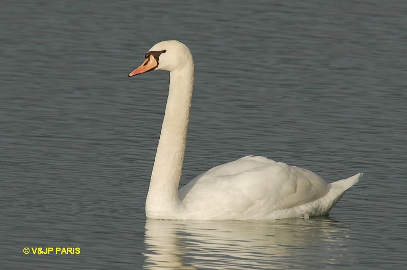 Cygnus olor