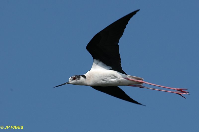 Himantopus himantopus