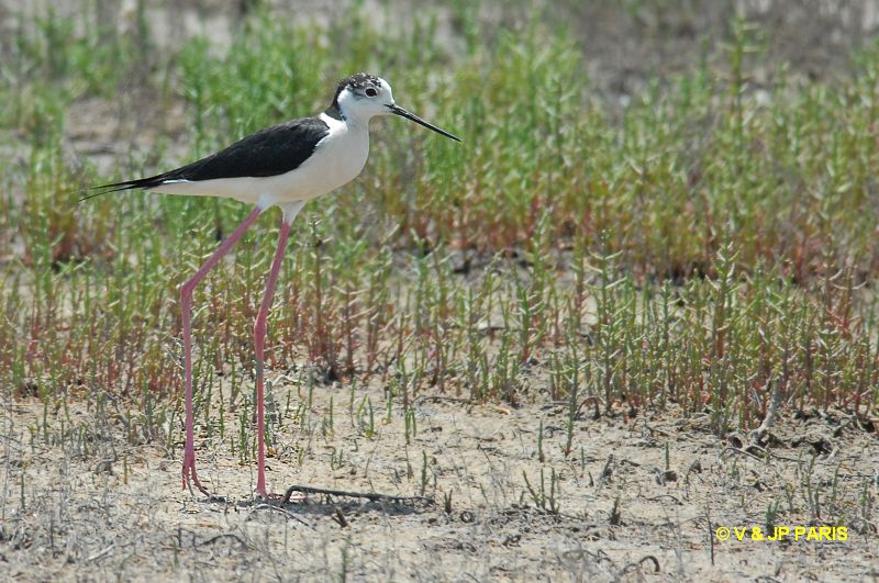 Himantopus himantopus