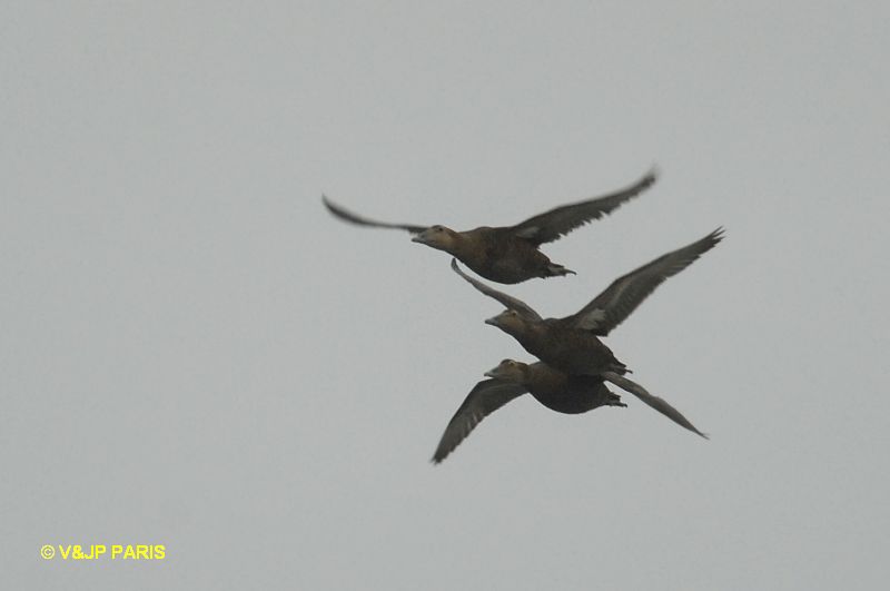 Somateria mollissima