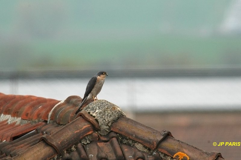 Accipiter nisus