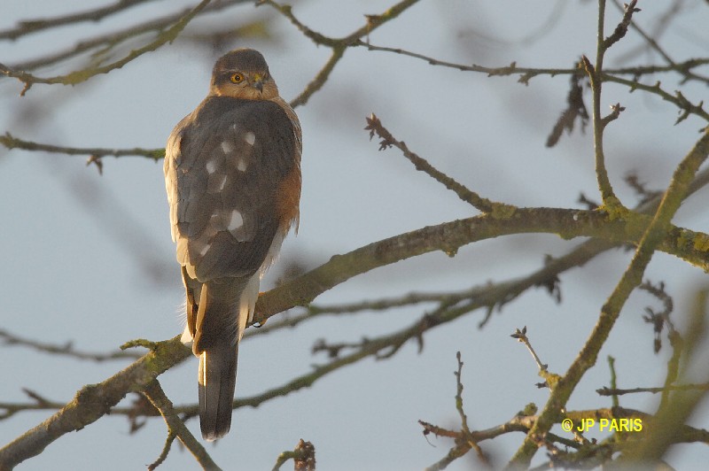 Accipiter nisus