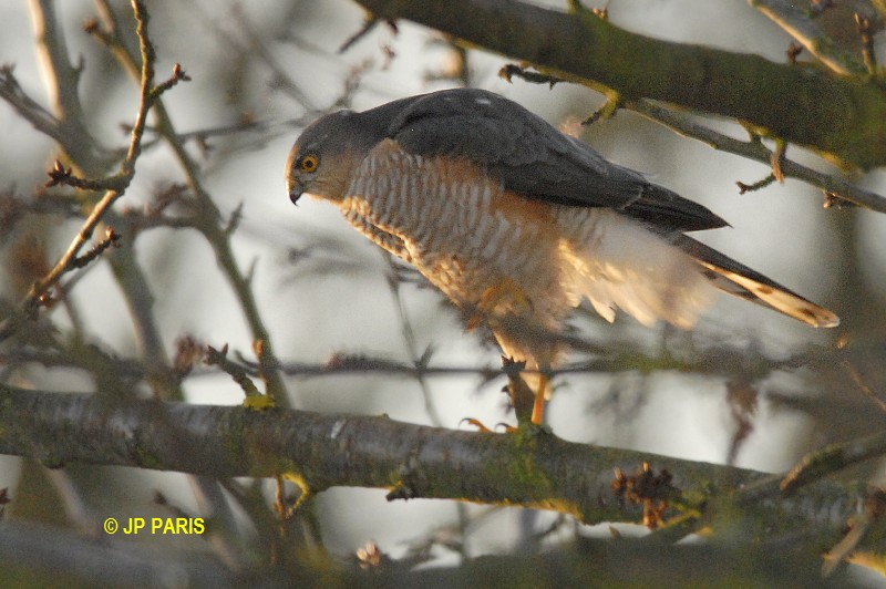 Accipiter nisus