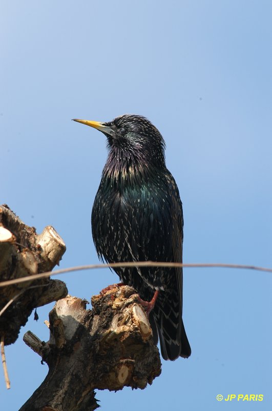 Sturnus vulgaris