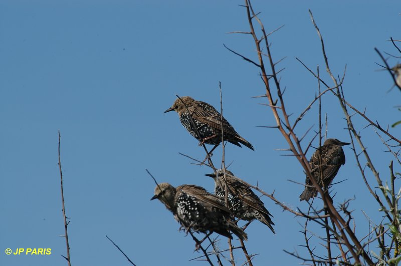 Sturnus vulgaris