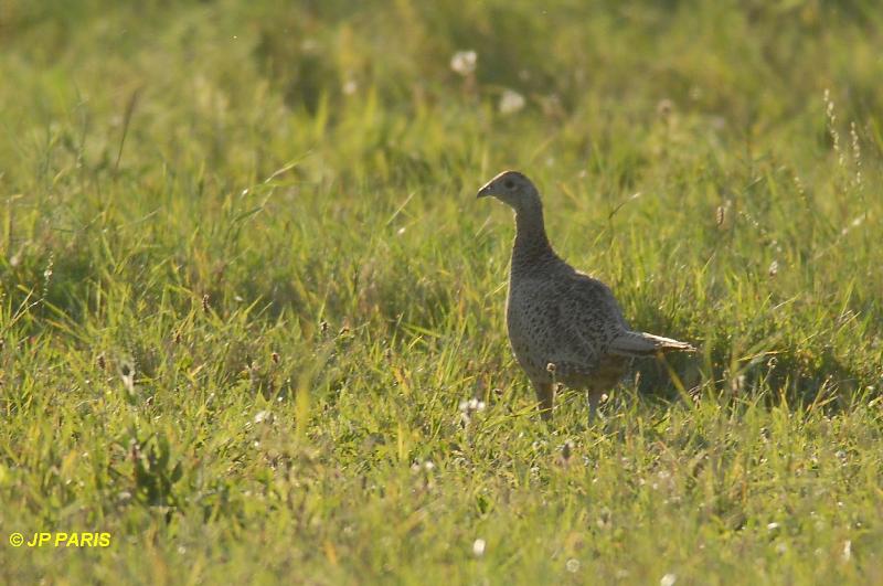 Phasianus colchicus