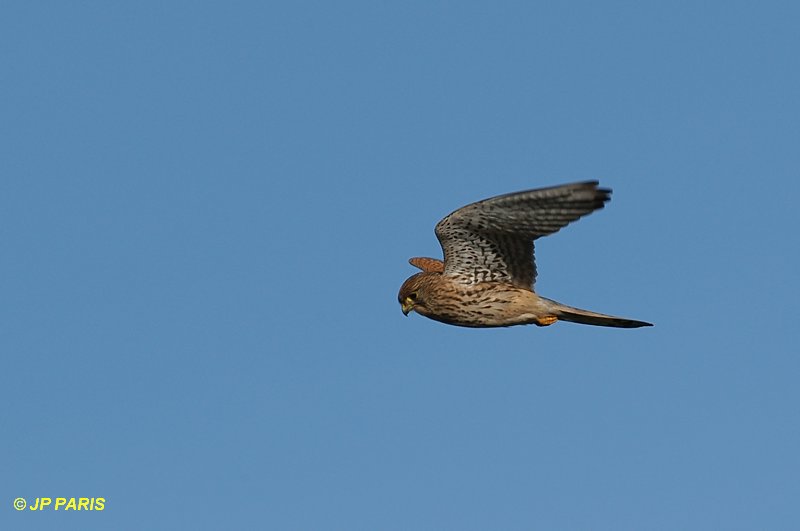 Falco tinnunculus
