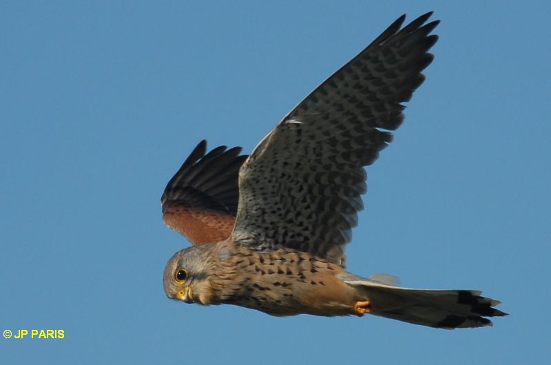 Falco tinnunculus