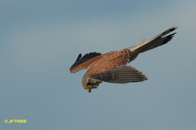 Falco tinnunculus