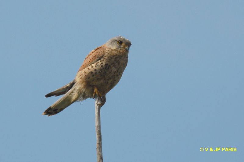 Falco tinnunculus