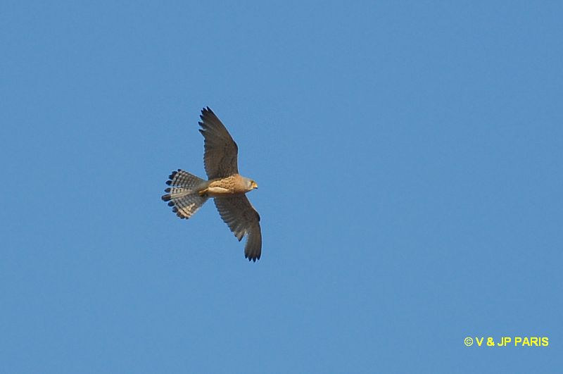 Falco naumanni