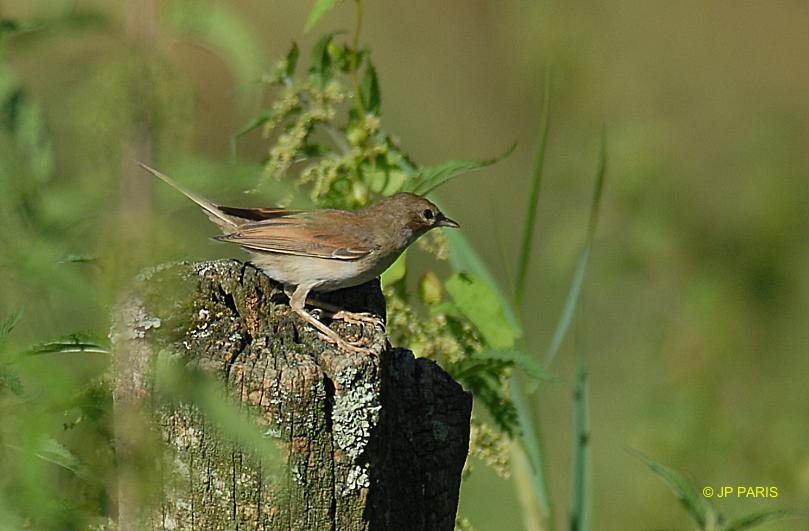 Sylvia communis