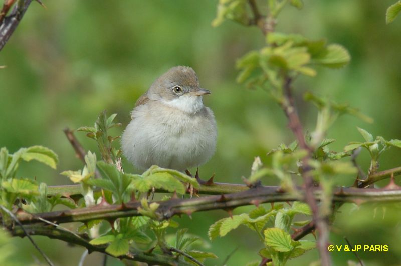 Sylvia communis
