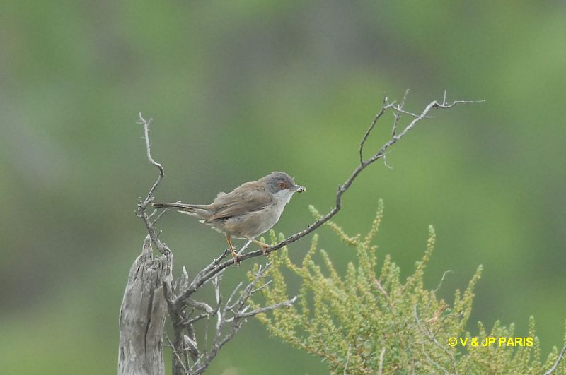 Sylvia melanocephala
